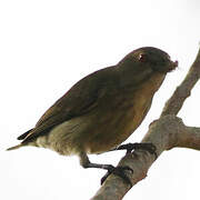 Thick-billed Flowerpecker