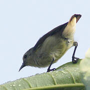 Nilgiri Flowerpecker