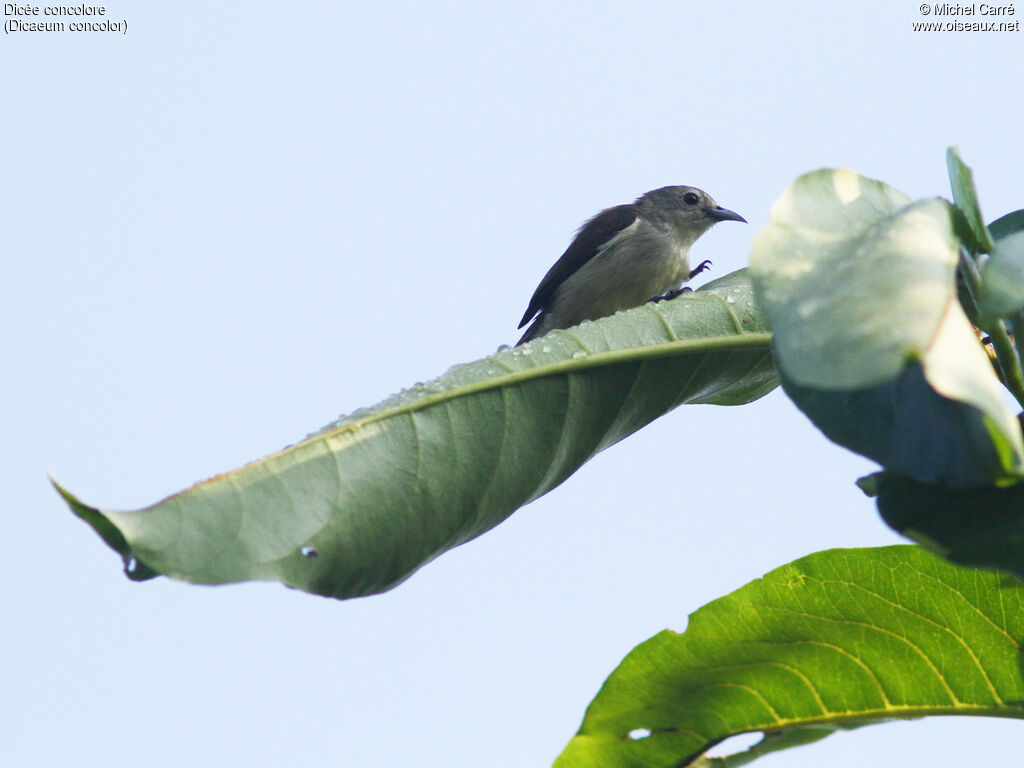 Nilgiri Flowerpecker