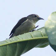 Nilgiri Flowerpecker