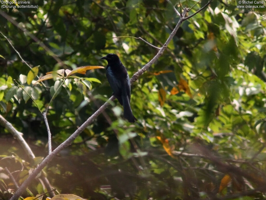 Hair-crested Drongo