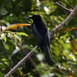 Drongo à crinière