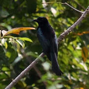 Hair-crested Drongo