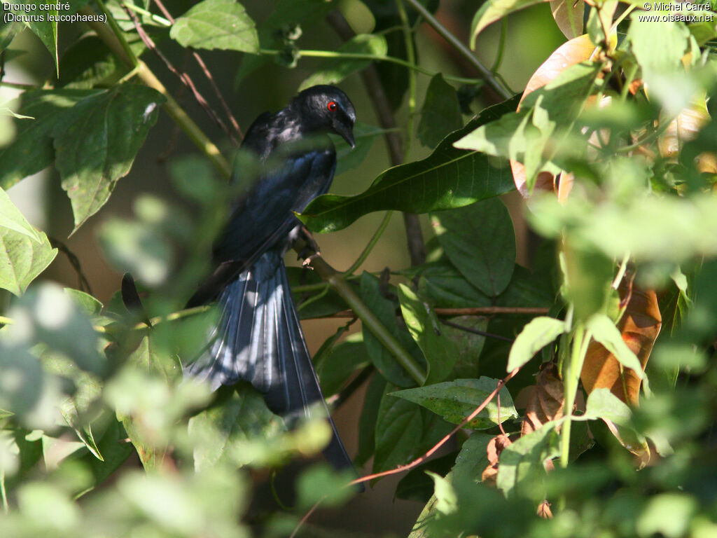 Ashy Drongo