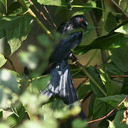 Ashy Drongo