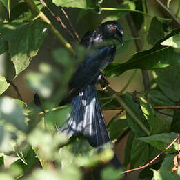 Drongo cendré