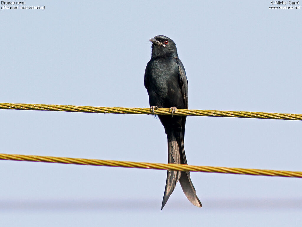 Drongo royal