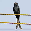 Drongo royal