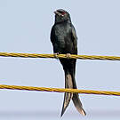 Drongo royal