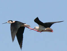 Black-winged Stilt