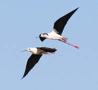 Black-winged Stilt