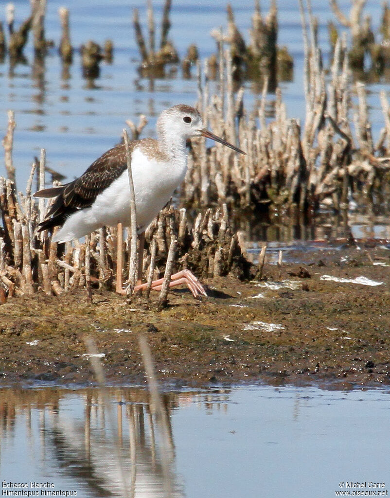 Black-winged Stilt