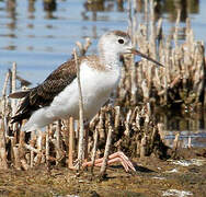 Black-winged Stilt