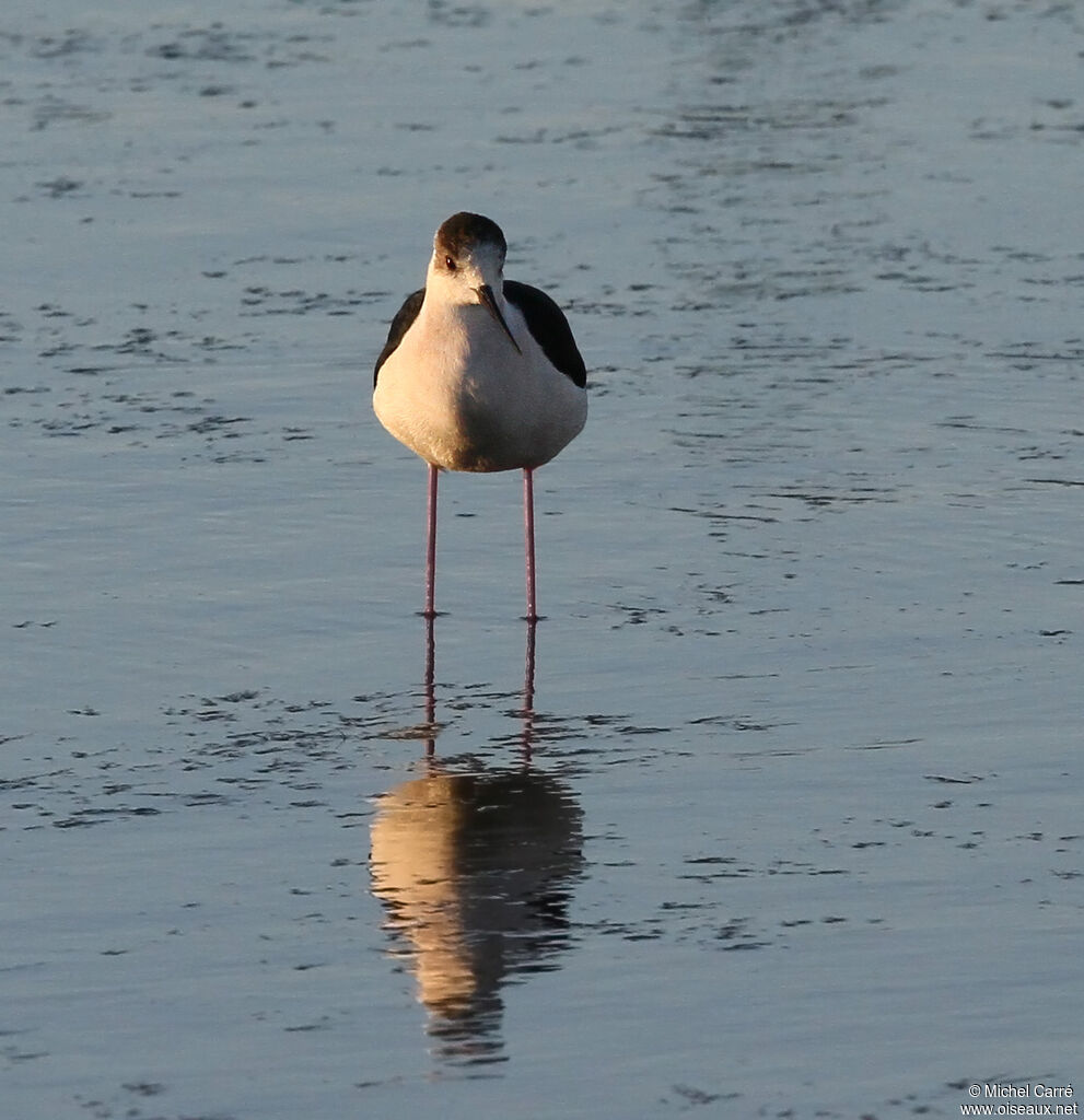 Black-winged Stilt