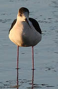 Black-winged Stilt