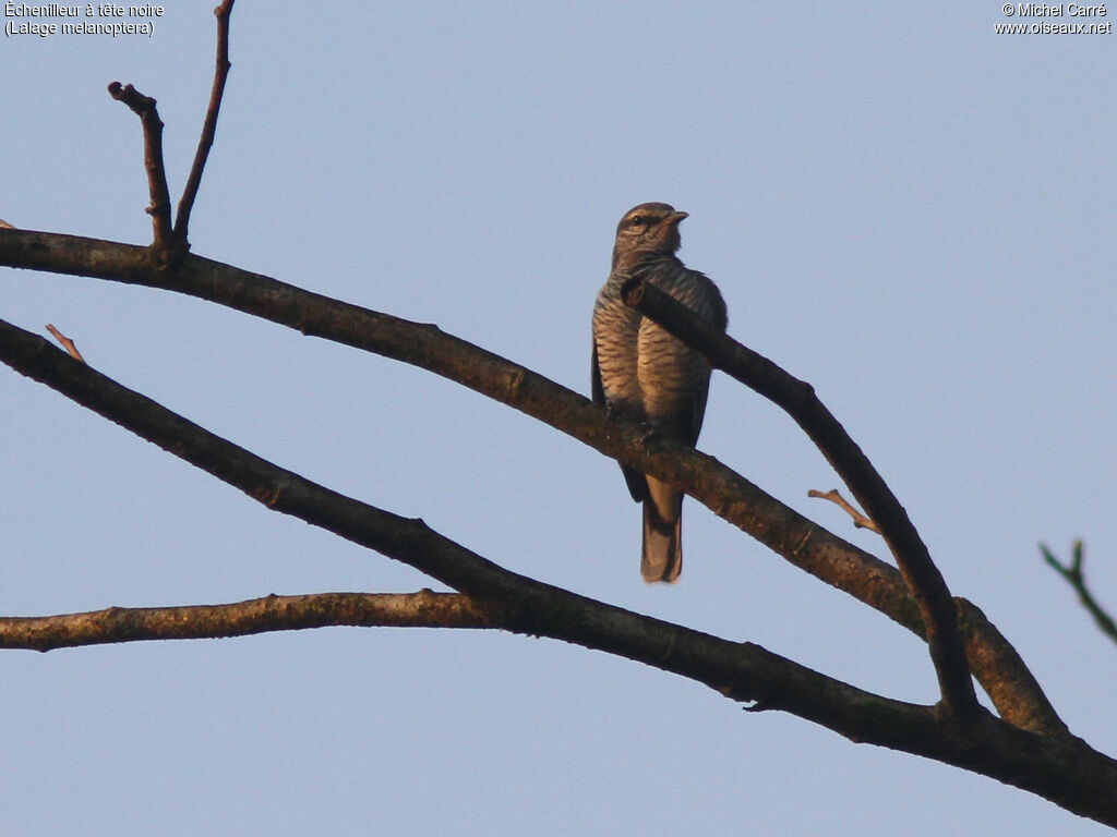 Black-headed Cuckooshrike female adult