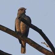 Black-headed Cuckooshrike