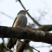 Black-headed Cuckooshrike