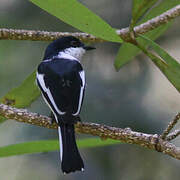 Bar-winged Flycatcher-shrike