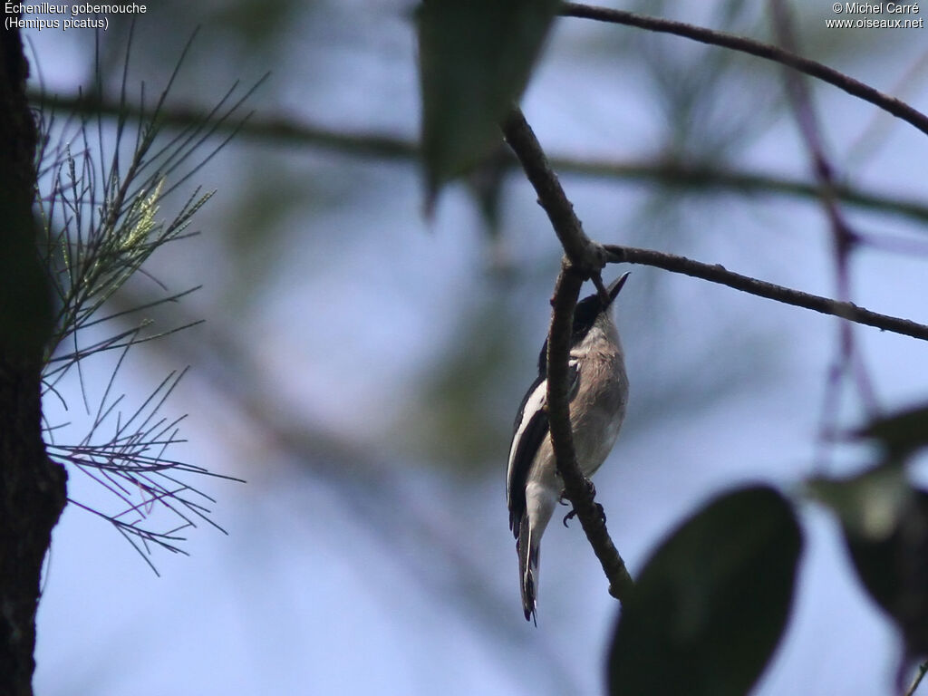 Bar-winged Flycatcher-shrike