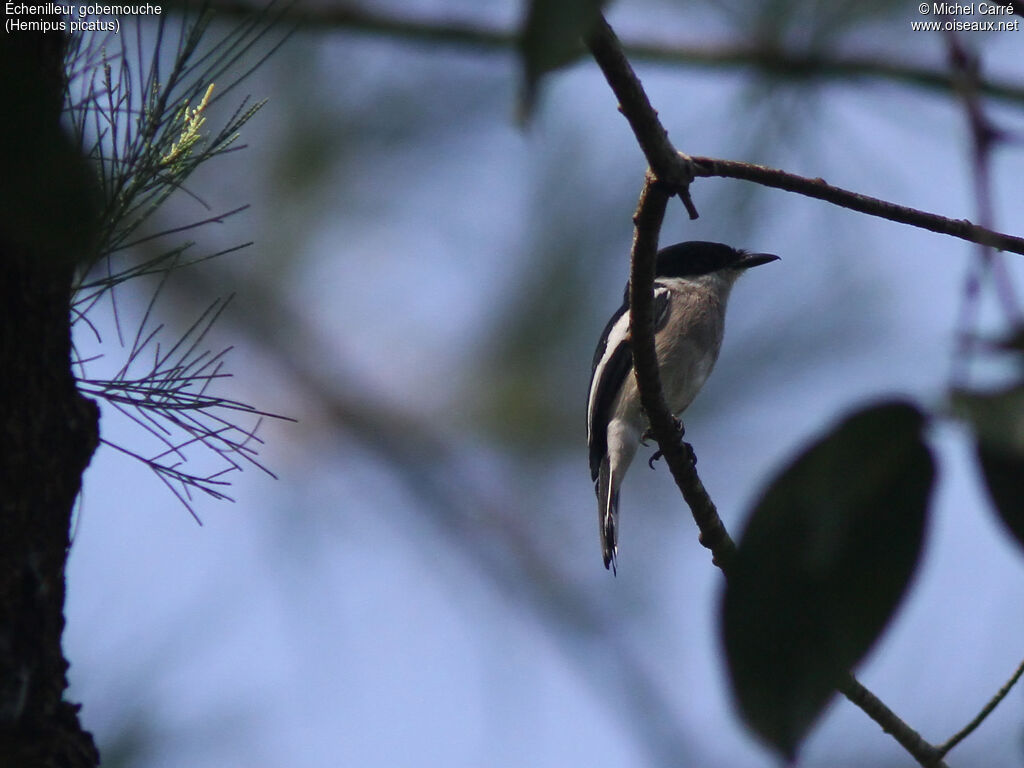 Bar-winged Flycatcher-shrike