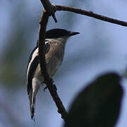 Bar-winged Flycatcher-shrike