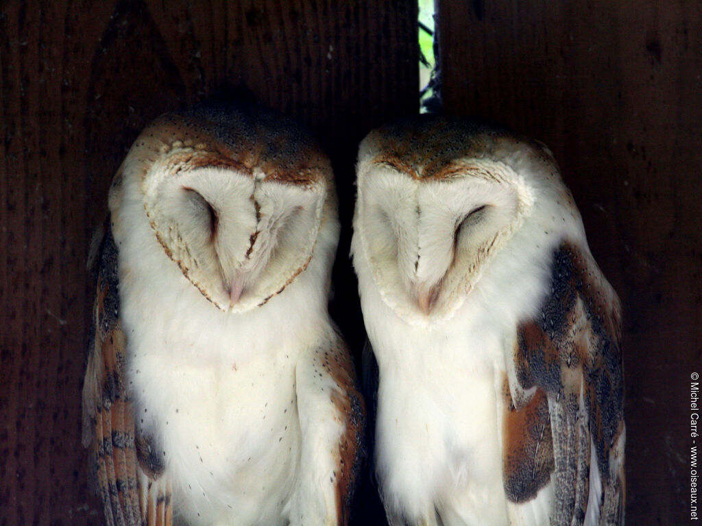 Western Barn Owl