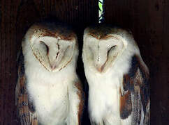 Western Barn Owl