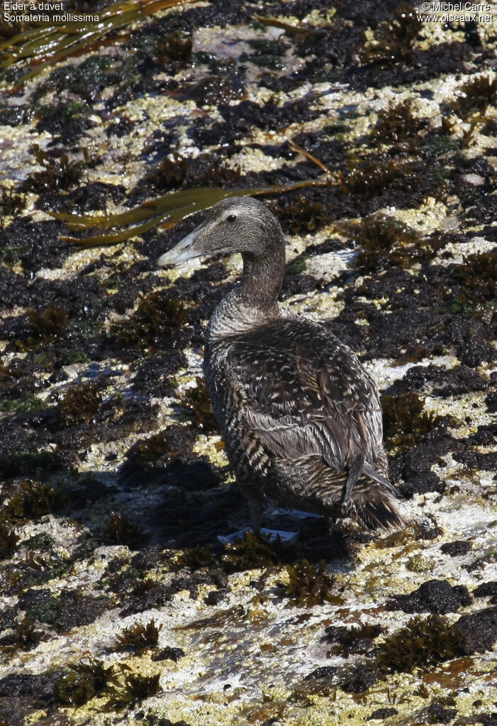 Common Eider female adult breeding