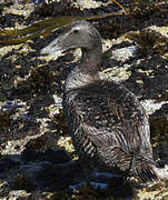 Eider à duvet