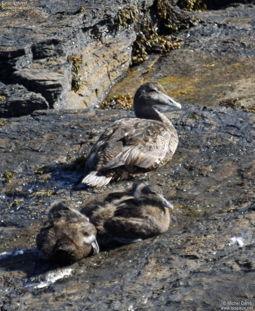 Eider à duvet femelle adulte