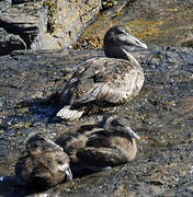 Eider à duvet