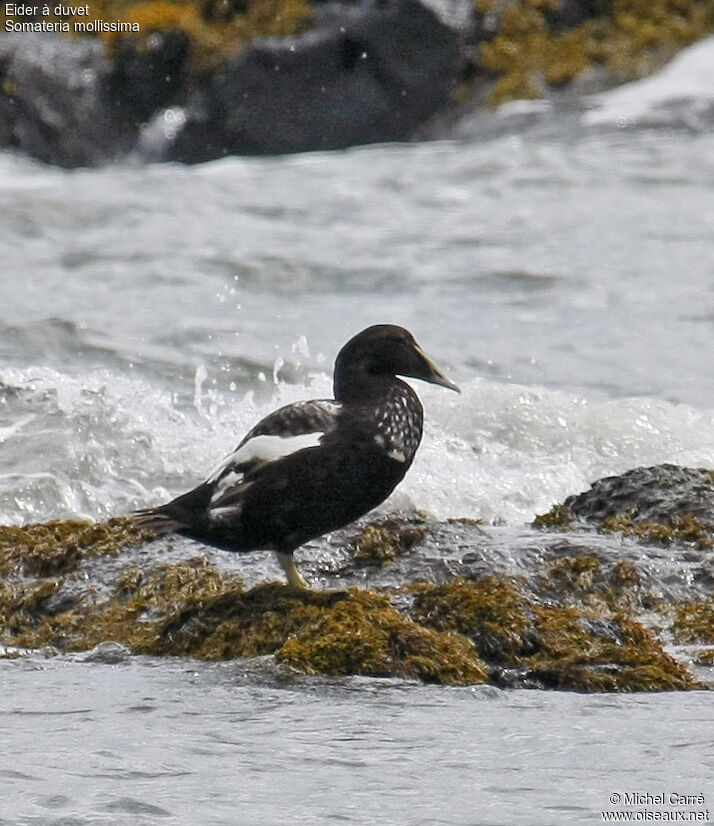 Common Eider male adult post breeding