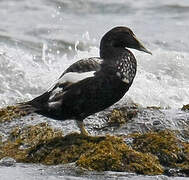 Common Eider