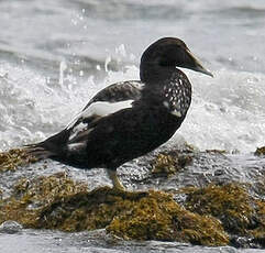 Eider à duvet