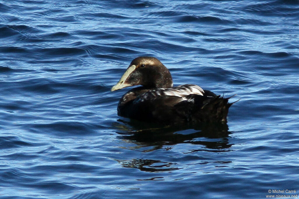 Eider à duvet mâle adulte internuptial