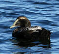 Eider à duvet