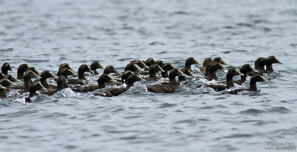 Common Eider male