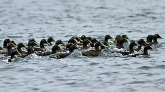 Common Eider