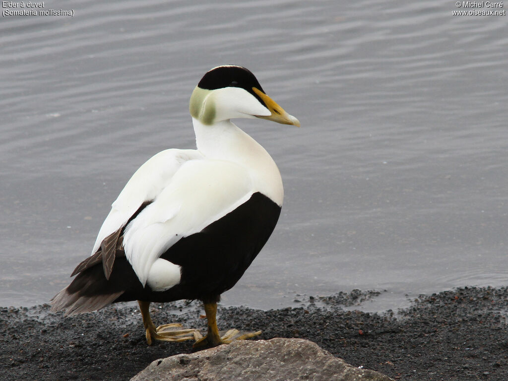 Eider à duvet mâle adulte nuptial