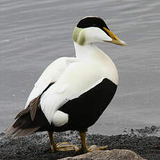 Eider à duvet