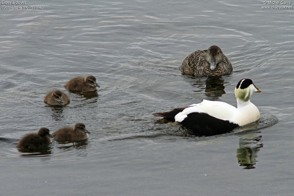 Eider à duvet