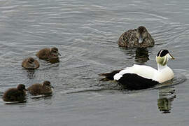 Eider à duvet