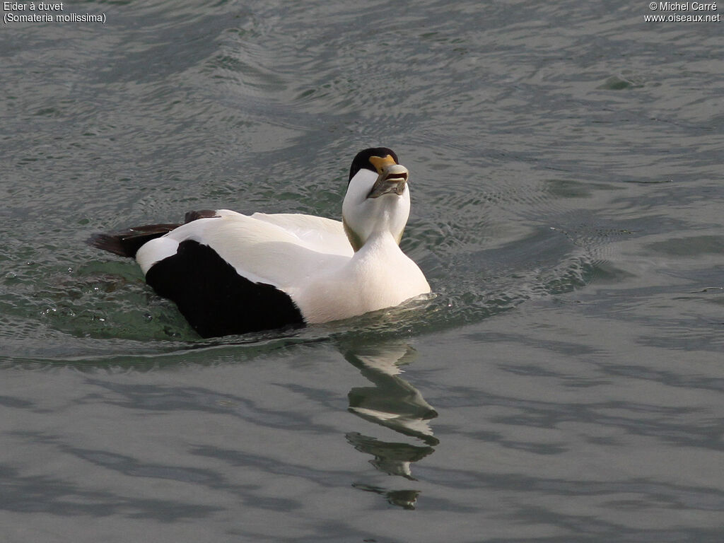 Eider à duvet mâle adulte nuptial