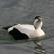 Common Eider