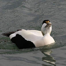 Eider à duvet