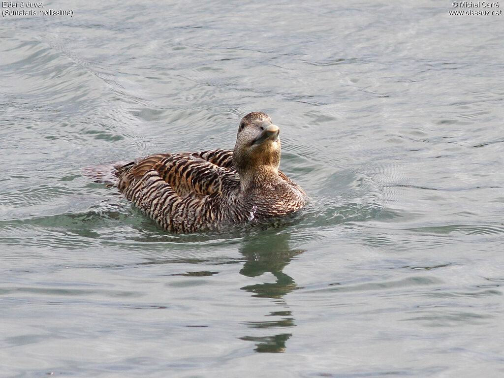 Eider à duvet femelle adulte