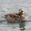 Eider à duvet