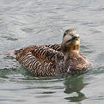 Eider à duvet