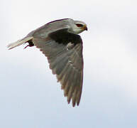 Black-winged Kite